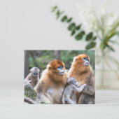 Carte Postale Famille de singes à nez doré (Debout devant)