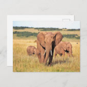 Carte Postale Famille d'éléphants dans les buissons (Devant / Derrière)