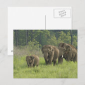 Carte Postale Famille d'éléphants indiens (Devant / Derrière)