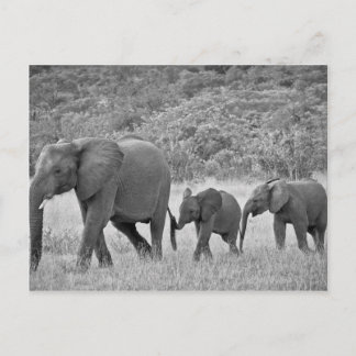 Carte Postale Famille d'éléphants sud-africains