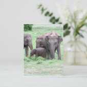 Carte Postale famille des éléphants (Debout devant)