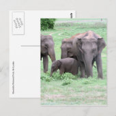 Carte Postale famille des éléphants (Devant / Derrière)