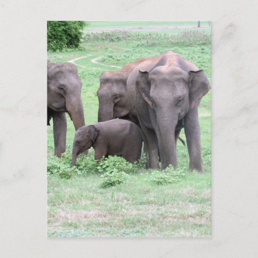 Carte Postale famille des éléphants (Devant)