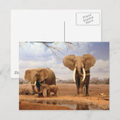 Carte Postale Famille des éléphants (Devant / Derrière)