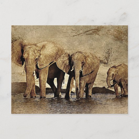 Carte Postale Famille des éléphants (Devant)
