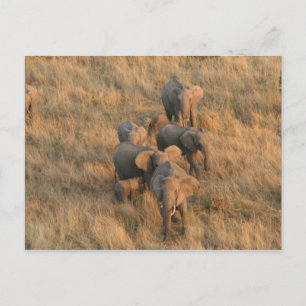 Carte Postale famille des éléphants aériens