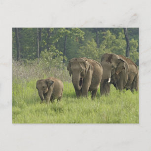 Carte Postale Famille des éléphants indiens
