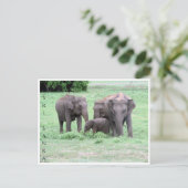 Carte Postale famille des éléphants sri lankais (Debout devant)