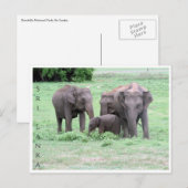 Carte Postale famille des éléphants sri lankais (Devant / Derrière)