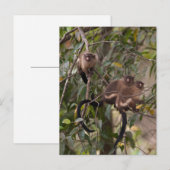 Carte Postale Famille des singes d'ouistiti (Devant / Derrière)