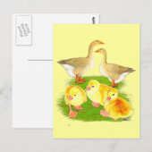 Carte Postale Famille d'oie buff (Devant / Derrière)