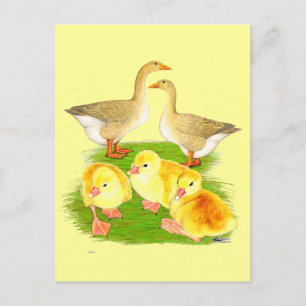 Carte Postale Famille d'oie buff