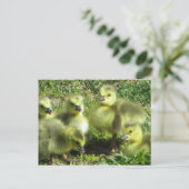 Carte Postale Famille d'oies (Debout devant)