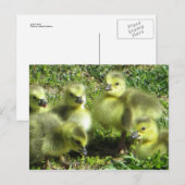 Carte Postale Famille d'oies (Devant / Derrière)