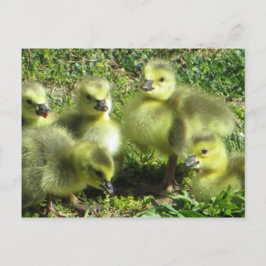 Carte Postale Famille d'oies (Devant)