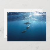 Carte Postale Famille Dolphin (Devant / Derrière)