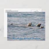 Carte Postale Famille d'otaries, île Unalaska (Devant / Derrière)