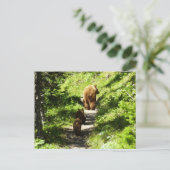 Carte Postale Famille d'ours brun (Debout devant)