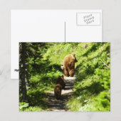 Carte Postale Famille d'ours brun (Devant / Derrière)