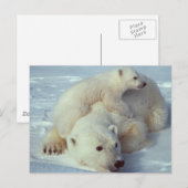 Carte Postale Famille d'ours polaires blancs (Devant / Derrière)