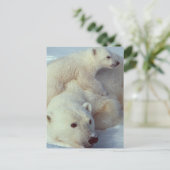 Carte Postale Famille d'ours polaires blancs (Debout devant)