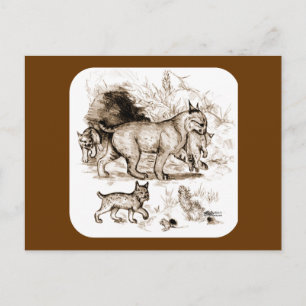 Carte Postale Famille du Lynx roux