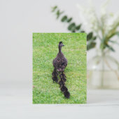 Carte Postale Famille Duck (Debout devant)