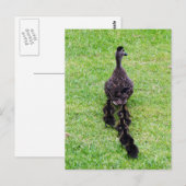 Carte Postale Famille Duck (Devant / Derrière)