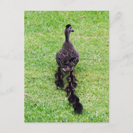 Carte Postale Famille Duck (Devant)