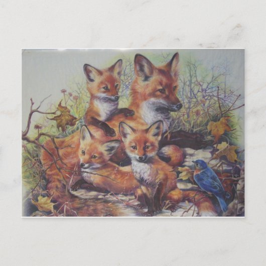 Carte Postale Famille Fox (Devant)