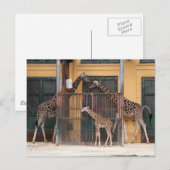 Carte Postale Famille Giraffe (Devant / Derrière)