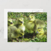 Carte Postale Famille Goose (Devant / Derrière)