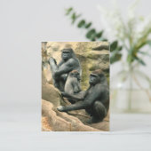 Carte postale Famille Gorilla (Debout devant)