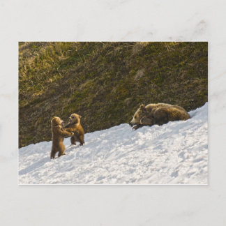 Carte Postale Famille Grizzly