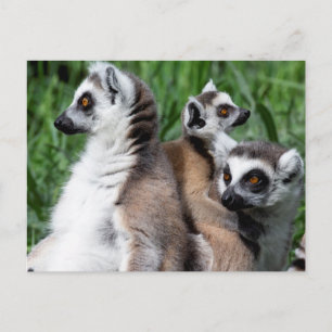 Carte Postale Famille Lemur à queue de ceinture