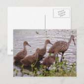 Carte Postale Famille Limpkin (Devant / Derrière)