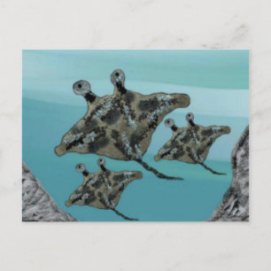 Carte Postale Famille Manta Ray