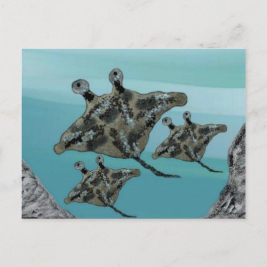 Carte Postale Famille Manta Ray (Devant)