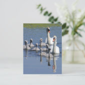 Carte Postale Famille Mute Swan (Debout devant)