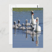 Carte Postale Famille Mute Swan (Devant / Derrière)