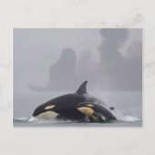 Carte Postale Famille Orca (Devant)