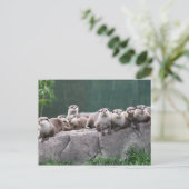 Carte Postale Famille Otter (Debout devant)