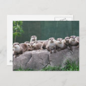 Carte Postale Famille Otter (Devant / Derrière)