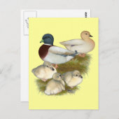 Carte Postale Famille Pastel Call Duck (Devant / Derrière)