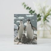 Carte Postale Famille Penguin (Debout devant)