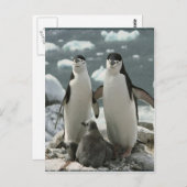 Carte Postale Famille Penguin (Devant / Derrière)