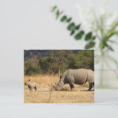 Carte postale famille Rhinoceros (Debout devant)