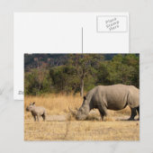 Carte postale famille Rhinoceros (Devant / Derrière)