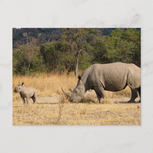 Carte postale famille Rhinoceros (Devant)