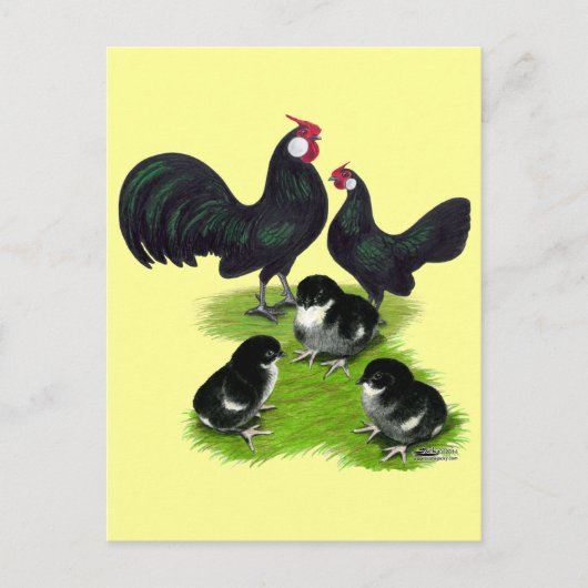 Carte Postale Famille Rosecomb Black Bantam (Devant)